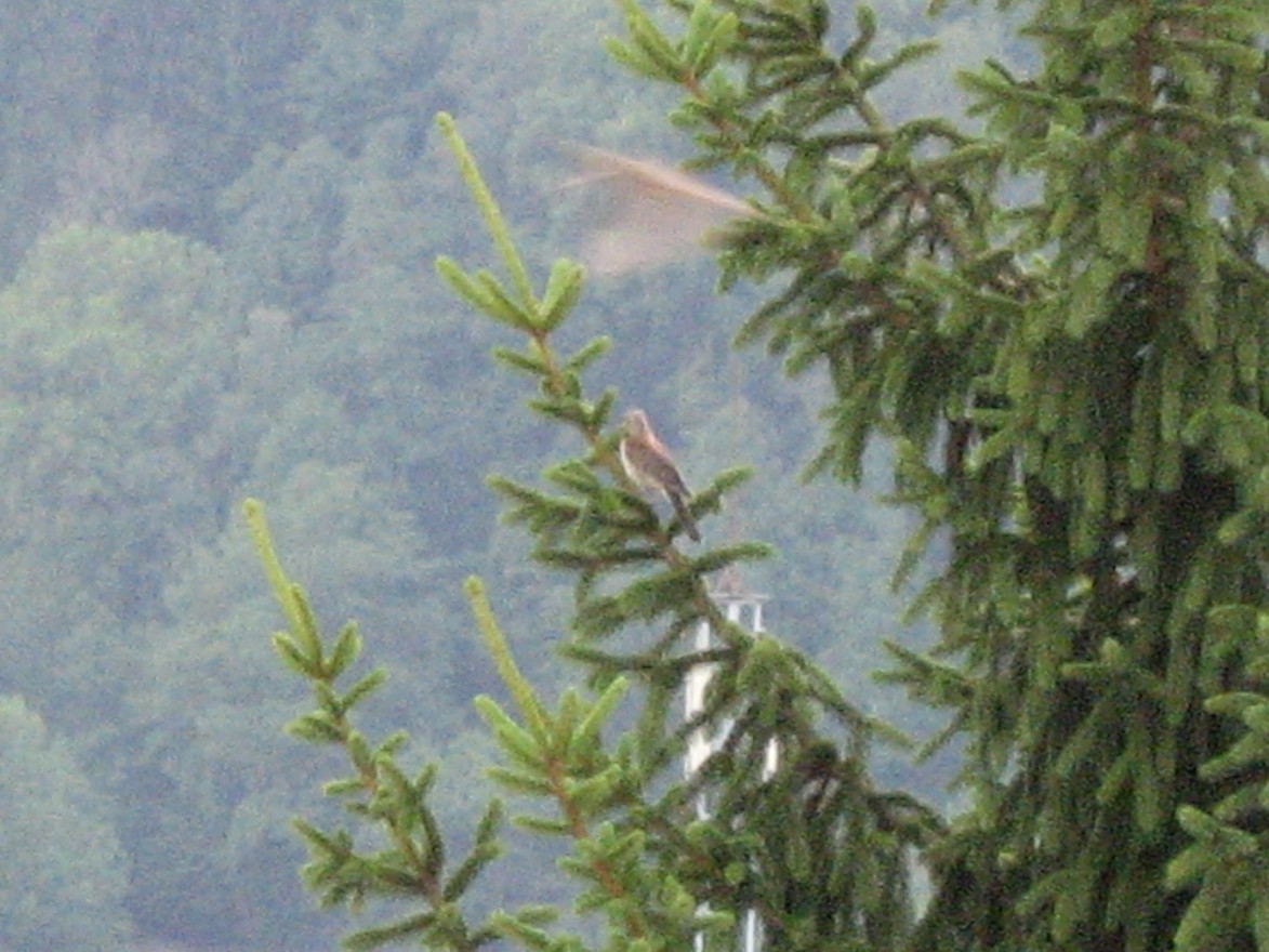 identificazione
